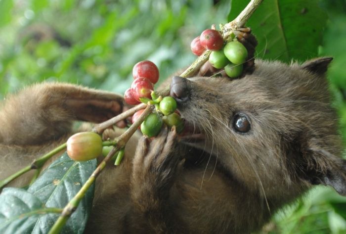 worlds_most_expensive_coffee_10 worlds_most_expensive_coffee_10