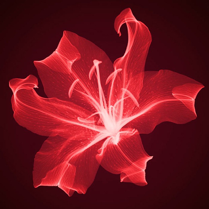 X Ray Flowers...***EXCLUSIVE*** UNSPECIFED - UNDATED: Lily, coloured X-ray. These mesmerising shots are the fruit of years of careful experimentation by artist Hugh Turvey, using x-rays to really get under the surface of things. The technique, which came about thanks to a chance commission from a musician friend who wanted an x-ray image, has been 14 years in the making and has now been so well honed by Hugh that his work is becoming highly sought after. The flowers are the latest in a long line of subjects, including motorbikes, suitcases and stiletto-clad feet. PHOTOGRAPH BY SPL / BARCROFT MEDIA LTD UK Office, London. T +44 845 370 2233 W www.barcroftmedia.com USA Office, New York City. T +1 212 564 8159 W www.barcroftusa.com Indian Office, Delhi. T +91 114 653 2118 W www.barcroftindia.com Australasian & Pacific Rim Office, Melbourne. E info@barcroftpacific.com T +613 9510 3188 or +613 9510 0688 W www.barcroftpacific.com