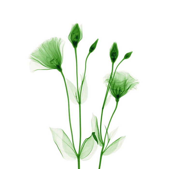 X Ray Flowers...***EXCLUSIVE***
UNSPECIFED - UNDATED: Lisianthus flowers, coloured X-ray.
These mesmerising shots are the fruit of years of careful experimentation by artist Hugh Turvey, using x-rays to really get under the surface of things. The technique, which came about thanks to a chance commission from a musician friend who wanted an x-ray image, has been 14 years in the making and has now been so well honed by Hugh that his work is becoming highly sought after. The flowers are the latest in a long line of subjects, including motorbikes, suitcases and stiletto-clad feet.
PHOTOGRAPH BY SPL / BARCROFT MEDIA LTD
UK Office, London.
T +44 845 370 2233
W www.barcroftmedia.com
USA Office, New York City.
T +1 212 564 8159
W www.barcroftusa.com
Indian Office, Delhi.
T +91 114 653 2118
W www.barcroftindia.com
Australasian & Pacific Rim Office, Melbourne.
E info@barcroftpacific.com
T +613 9510 3188 or +613 9510 0688
W www.barcroftpacific.com X Ray Flowers...***EXCLUSIVE***
UNSPECIFED - UNDATED: Lisianthus flowers, coloured X-ray.
These mesmerising shots are the fruit of years of careful experimentation by artist Hugh Turvey, using x-rays to really get under the surface of things. The technique, which came about thanks to a chance commission from a musician friend who wanted an x-ray image, has been 14 years in the making and has now been so well honed by Hugh that his work is becoming highly sought after. The flowers are the latest in a long line of subjects, including motorbikes, suitcases and stiletto-clad feet.
PHOTOGRAPH BY SPL / BARCROFT MEDIA LTD
UK Office, London.
T +44 845 370 2233
W www.barcroftmedia.com
USA Office, New York City.
T +1 212 564 8159
W www.barcroftusa.com
Indian Office, Delhi.
T +91 114 653 2118
W www.barcroftindia.com
Australasian & Pacific Rim Office, Melbourne.
E info@barcroftpacific.com
T +613 9510 3188 or +613 9510 0688
W www.barcroftpacific.com