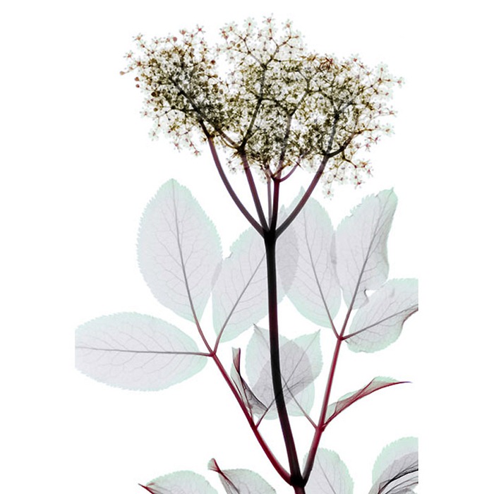 X Ray Flowers...***EXCLUSIVE*** UNSPECIFED - UNDATED: Elderflower, coloured X-ray. These mesmerising shots are the fruit of years of careful experimentation by artist Hugh Turvey, using x-rays to really get under the surface of things. The technique, which came about thanks to a chance commission from a musician friend who wanted an x-ray image, has been 14 years in the making and has now been so well honed by Hugh that his work is becoming highly sought after. The flowers are the latest in a long line of subjects, including motorbikes, suitcases and stiletto-clad feet. PHOTOGRAPH BY SPL / BARCROFT MEDIA LTD UK Office, London. T +44 845 370 2233 W www.barcroftmedia.com USA Office, New York City. T +1 212 564 8159 W www.barcroftusa.com Indian Office, Delhi. T +91 114 653 2118 W www.barcroftindia.com Australasian & Pacific Rim Office, Melbourne. E info@barcroftpacific.com T +613 9510 3188 or +613 9510 0688 W www.barcroftpacific.com