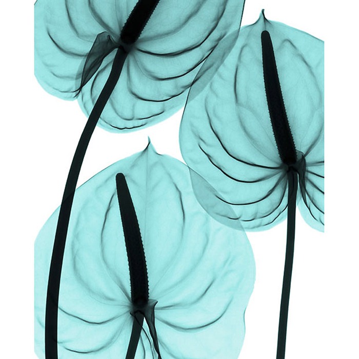 X Ray Flowers...***EXCLUSIVE***
UNSPECIFED - UNDATED: Anthurium, X-ray.
These mesmerising shots are the fruit of years of careful experimentation by artist Hugh Turvey, using x-rays to really get under the surface of things. The technique, which came about thanks to a chance commission from a musician friend who wanted an x-ray image, has been 14 years in the making and has now been so well honed by Hugh that his work is becoming highly sought after. The flowers are the latest in a long line of subjects, including motorbikes, suitcases and stiletto-clad feet.
PHOTOGRAPH BY SPL / BARCROFT MEDIA LTD
UK Office, London.
T +44 845 370 2233
W www.barcroftmedia.com
USA Office, New York City.
T +1 212 564 8159
W www.barcroftusa.com
Indian Office, Delhi.
T +91 114 653 2118
W www.barcroftindia.com
Australasian & Pacific Rim Office, Melbourne.
E info@barcroftpacific.com
T +613 9510 3188 or +613 9510 0688
W www.barcroftpacific.com