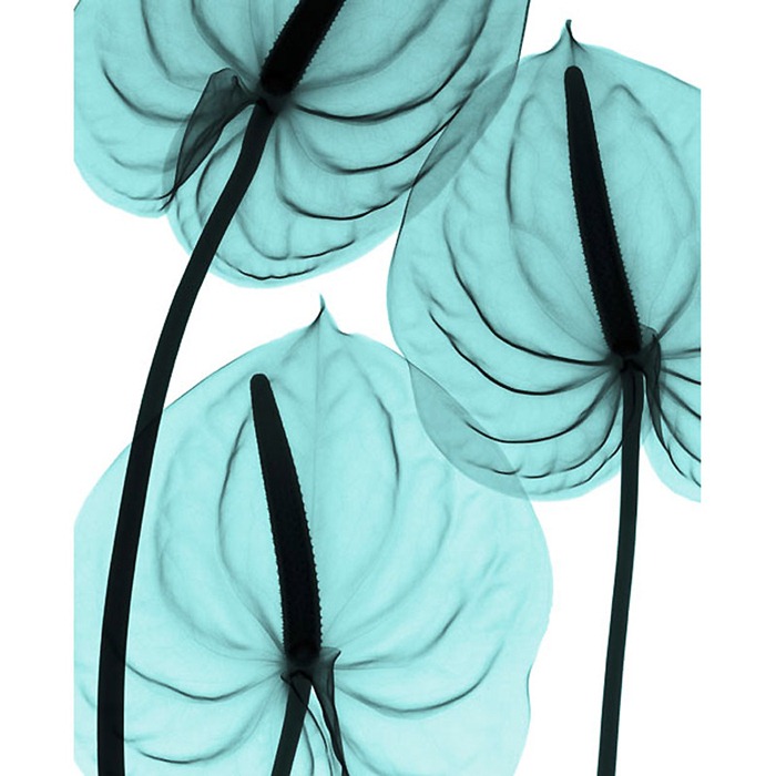 X Ray Flowers...***EXCLUSIVE***
UNSPECIFED - UNDATED: Anthurium, X-ray.
These mesmerising shots are the fruit of years of careful experimentation by artist Hugh Turvey, using x-rays to really get under the surface of things. The technique, which came about thanks to a chance commission from a musician friend who wanted an x-ray image, has been 14 years in the making and has now been so well honed by Hugh that his work is becoming highly sought after. The flowers are the latest in a long line of subjects, including motorbikes, suitcases and stiletto-clad feet.
PHOTOGRAPH BY SPL / BARCROFT MEDIA LTD
UK Office, London.
T +44 845 370 2233
W www.barcroftmedia.com
USA Office, New York City.
T +1 212 564 8159
W www.barcroftusa.com
Indian Office, Delhi.
T +91 114 653 2118
W www.barcroftindia.com
Australasian & Pacific Rim Office, Melbourne.
E info@barcroftpacific.com
T +613 9510 3188 or +613 9510 0688
W www.barcroftpacific.com X Ray Flowers...***EXCLUSIVE***
UNSPECIFED - UNDATED: Anthurium, X-ray.
These mesmerising shots are the fruit of years of careful experimentation by artist Hugh Turvey, using x-rays to really get under the surface of things. The technique, which came about thanks to a chance commission from a musician friend who wanted an x-ray image, has been 14 years in the making and has now been so well honed by Hugh that his work is becoming highly sought after. The flowers are the latest in a long line of subjects, including motorbikes, suitcases and stiletto-clad feet.
PHOTOGRAPH BY SPL / BARCROFT MEDIA LTD
UK Office, London.
T +44 845 370 2233
W www.barcroftmedia.com
USA Office, New York City.
T +1 212 564 8159
W www.barcroftusa.com
Indian Office, Delhi.
T +91 114 653 2118
W www.barcroftindia.com
Australasian & Pacific Rim Office, Melbourne.
E info@barcroftpacific.com
T +613 9510 3188 or +613 9510 0688
W www.barcroftpacific.com