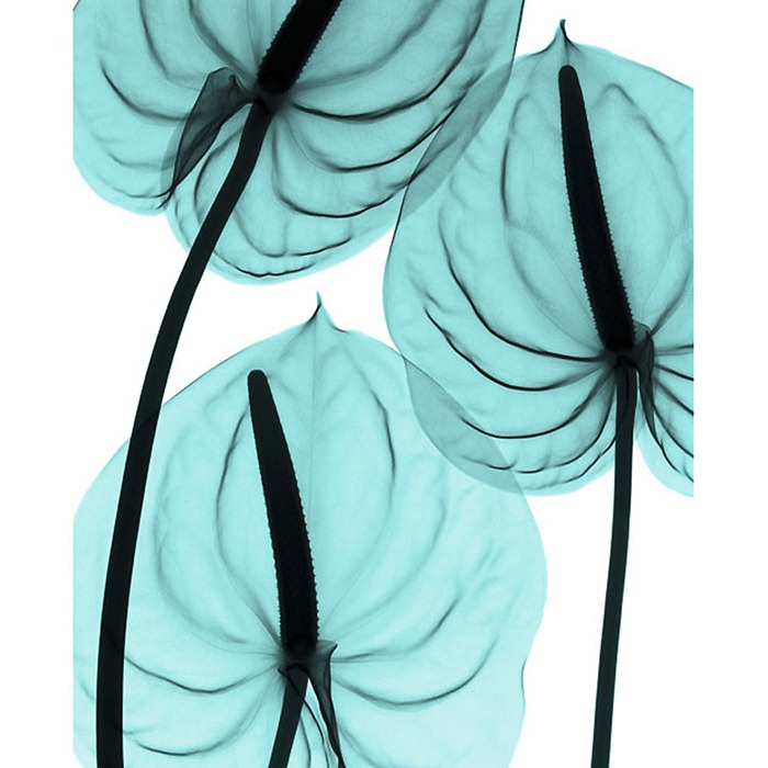 X Ray Flowers...***EXCLUSIVE*** UNSPECIFED - UNDATED: Anthurium, X-ray. These mesmerising shots are the fruit of years of careful experimentation by artist Hugh Turvey, using x-rays to really get under the surface of things. The technique, which came about thanks to a chance commission from a musician friend who wanted an x-ray image, has been 14 years in the making and has now been so well honed by Hugh that his work is becoming highly sought after. The flowers are the latest in a long line of subjects, including motorbikes, suitcases and stiletto-clad feet. PHOTOGRAPH BY SPL / BARCROFT MEDIA LTD UK Office, London. T +44 845 370 2233 W www.barcroftmedia.com USA Office, New York City. T +1 212 564 8159 W www.barcroftusa.com Indian Office, Delhi. T +91 114 653 2118 W www.barcroftindia.com Australasian & Pacific Rim Office, Melbourne. E info@barcroftpacific.com T +613 9510 3188 or +613 9510 0688 W www.barcroftpacific.com