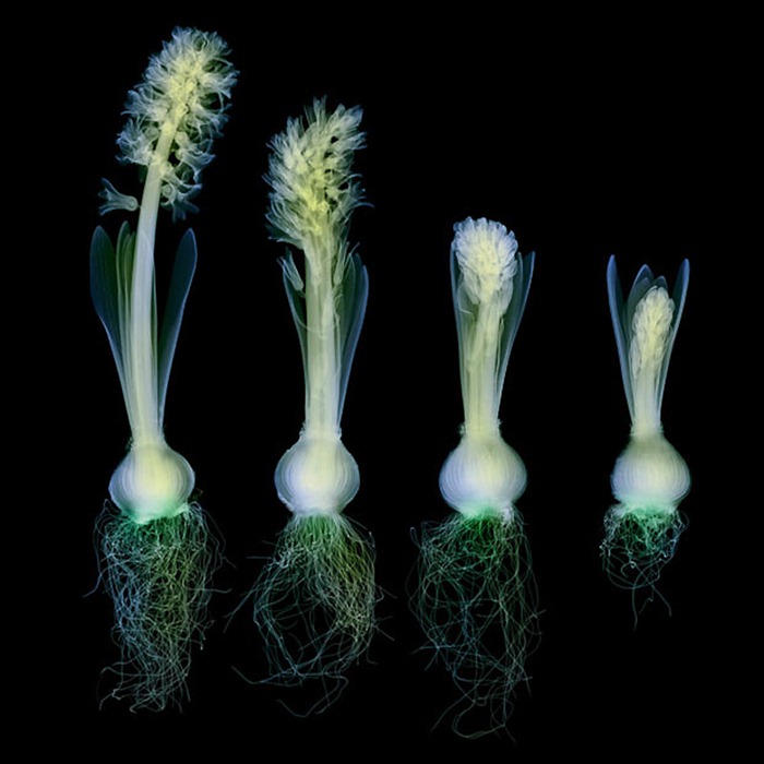 X Ray Flowers...***EXCLUSIVE***
UNSPECIFED - UNDATED: Coloured X-ray of a row of hyacinth plants at various stages of development and flowering.
These mesmerising shots are the fruit of years of careful experimentation by artist Hugh Turvey, using x-rays to really get under the surface of things. The technique, which came about thanks to a chance commission from a musician friend who wanted an x-ray image, has been 14 years in the making and has now been so well honed by Hugh that his work is becoming highly sought after. The flowers are the latest in a long line of subjects, including motorbikes, suitcases and stiletto-clad feet.
PHOTOGRAPH BY SPL / BARCROFT MEDIA LTD
UK Office, London.
T +44 845 370 2233
W www.barcroftmedia.com
USA Office, New York City.
T +1 212 564 8159
W www.barcroftusa.com
Indian Office, Delhi.
T +91 114 653 2118
W www.barcroftindia.com
Australasian & Pacific Rim Office, Melbourne.
E info@barcroftpacific.com
T +613 9510 3188 or +613 9510 0688
W www.barcroftpacific.com X Ray Flowers...***EXCLUSIVE***
UNSPECIFED - UNDATED: Coloured X-ray of a row of hyacinth plants at various stages of development and flowering.
These mesmerising shots are the fruit of years of careful experimentation by artist Hugh Turvey, using x-rays to really get under the surface of things. The technique, which came about thanks to a chance commission from a musician friend who wanted an x-ray image, has been 14 years in the making and has now been so well honed by Hugh that his work is becoming highly sought after. The flowers are the latest in a long line of subjects, including motorbikes, suitcases and stiletto-clad feet.
PHOTOGRAPH BY SPL / BARCROFT MEDIA LTD
UK Office, London.
T +44 845 370 2233
W www.barcroftmedia.com
USA Office, New York City.
T +1 212 564 8159
W www.barcroftusa.com
Indian Office, Delhi.
T +91 114 653 2118
W www.barcroftindia.com
Australasian & Pacific Rim Office, Melbourne.
E info@barcroftpacific.com
T +613 9510 3188 or +613 9510 0688
W www.barcroftpacific.com