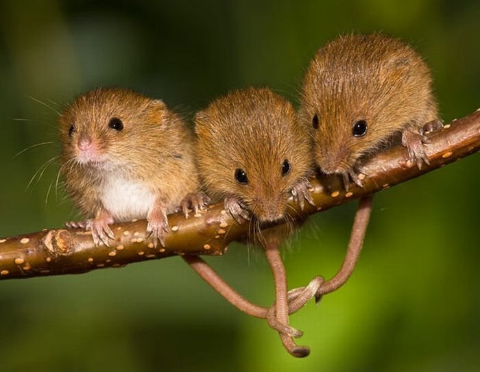 harvest-mice (15) harvest-mice (15)