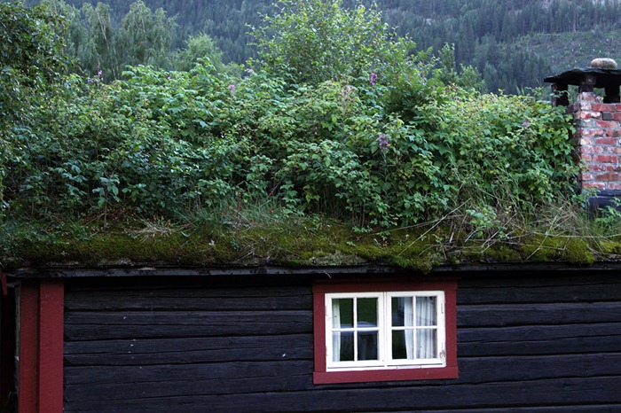 green-roof-norway (2) green-roof-norway (2)