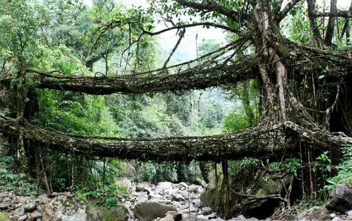 root-bridges (1) root-bridges (1)