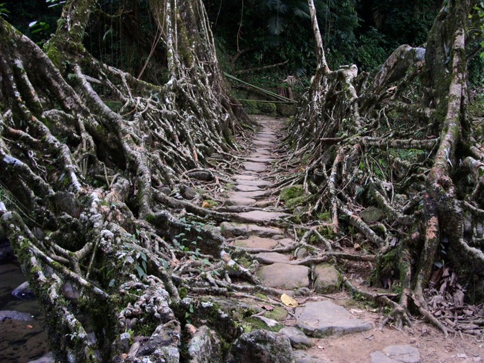 root-bridges (1) root-bridges (1)