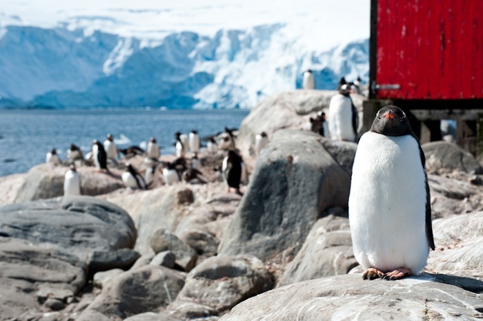 port-lockroy (11)