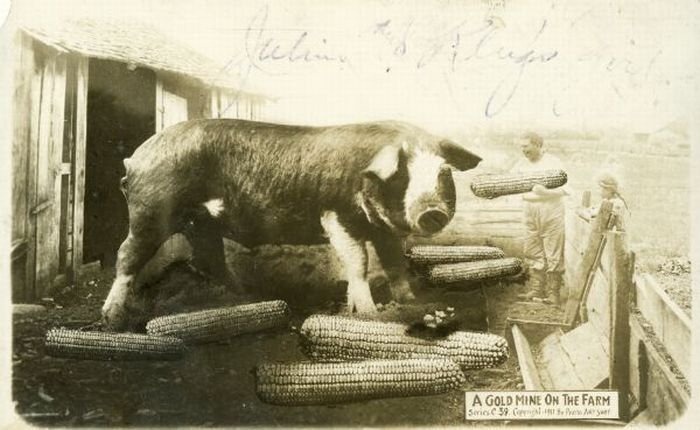 tall_tale_postcards_49 tall_tale_postcards_49