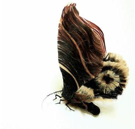 human-hair-insects4 human-hair-insects4