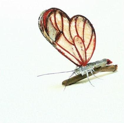 human-hair-insects12 human-hair-insects12