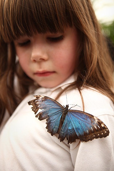معرض في لندن للفراشات الاكثر اثارة حول العالم Butterfly-exhibition7%5B3%5D