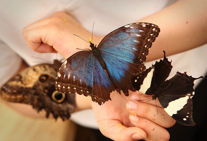 معرض في لندن للفراشات الاكثر اثارة حول العالم Butterfly-exhibition8%5B2%5D