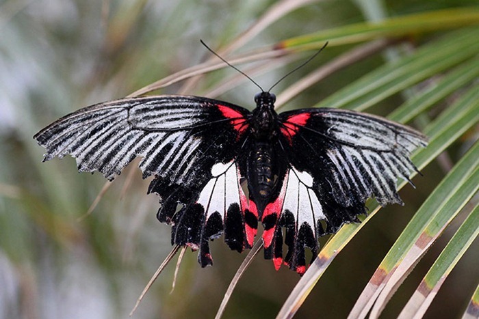 معرض في لندن للفراشات الاكثر اثارة حول العالم Butterfly-exhibition12%5B2%5D