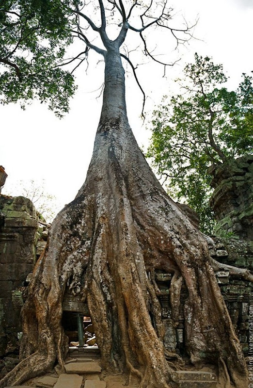 ta-prohm4