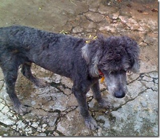 poodle_abandonadso poodle_abandonadso
