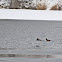 Hooded Merganser