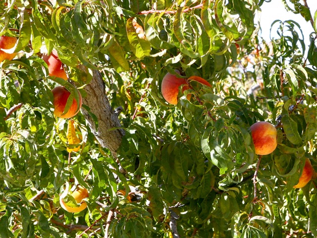 [peaches on tree web(2)[3].jpg]