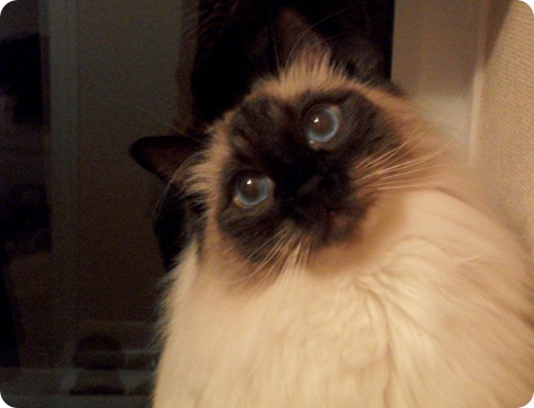 Sid