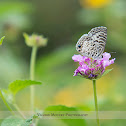 Cassius Blue Butterfly