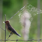 Cedar Waxwing