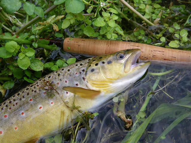 Verdigre Creek Brown