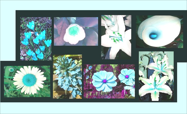 [blue flowers[5].jpg]
