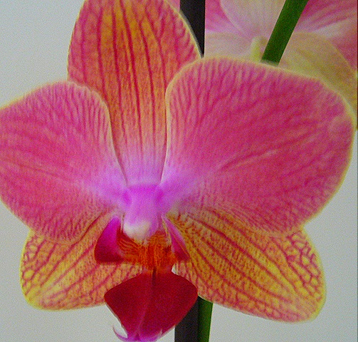 [orchid110.jpg]