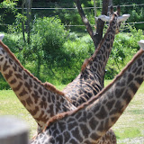 Threes