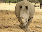 white rhino