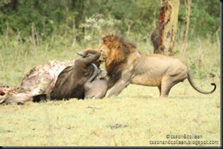 Lion with buffalo