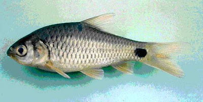 Ikan Beunteur dari perairan Laos