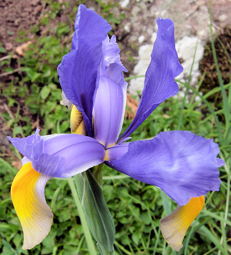 Iris City Gardens