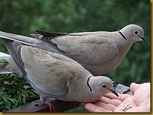 doves doves