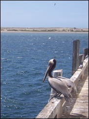Pelican at Morro Bay