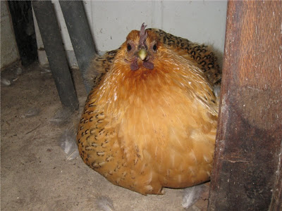 Cluck off This specimen wasnt pleased to be moved on