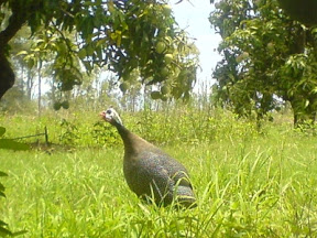 Lunchtime Companion Lunchtime Companion