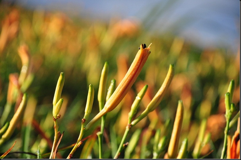 20100824 (513)_resize