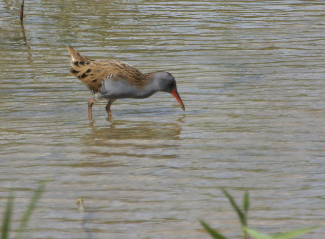 De zeldzaamste vogel die je wel eens hoor maar nooit zie.