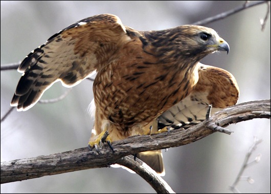 [red-tailed_hawk[3].jpg]
