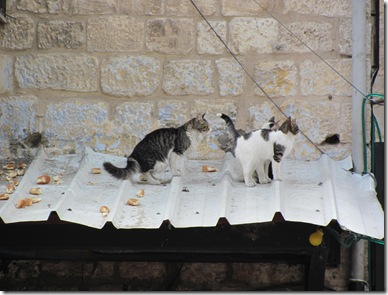 Cats on a Hot Tin Roof