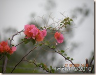 DSCN1445 DSCN1445