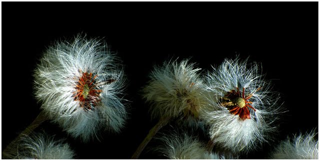 D_Boris_Godnic_Umetnost narave 1.jpg