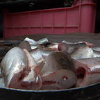 frischer Fisch