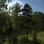 russischer Wald