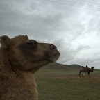 mongolische Kamele