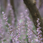 zumindest roch es nicht nach Lavendel