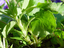 Viola%20adunca%20002