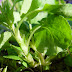 Viola%20adunca%20002